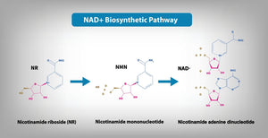 NMN vs NR: Which Is Better?