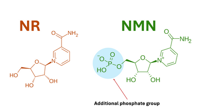 NMN vs NR: Which Is Better?