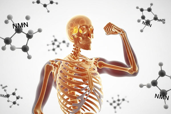 Is NMN Good for Bones? Science-Backed Benefits Explained