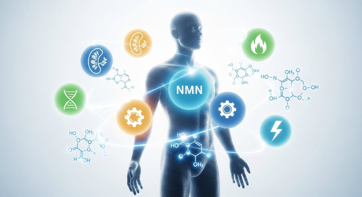 NMN And Weight Loss: Does NMN Help You Lose Weight?