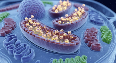 What Is NAD And How Does It Work?