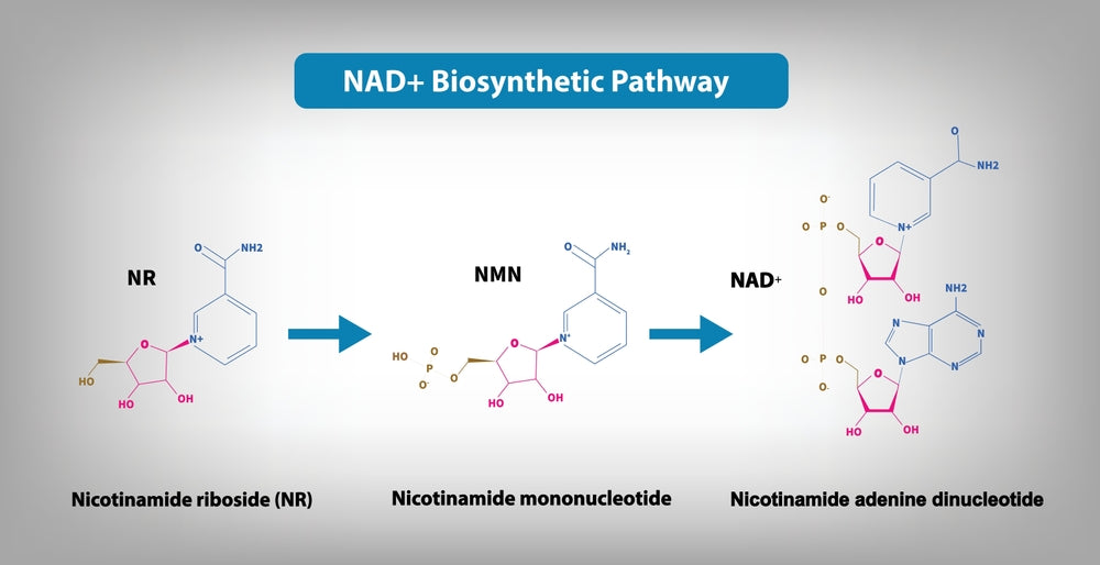 NMN vs NR: Which Is Better?