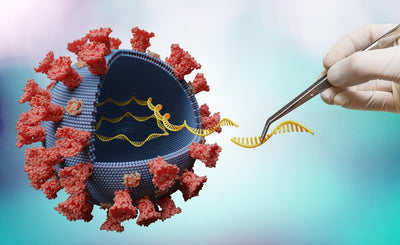 Unraveling the Potential of NMN in Aging: Deciphering Its Influence on MicroRNAs